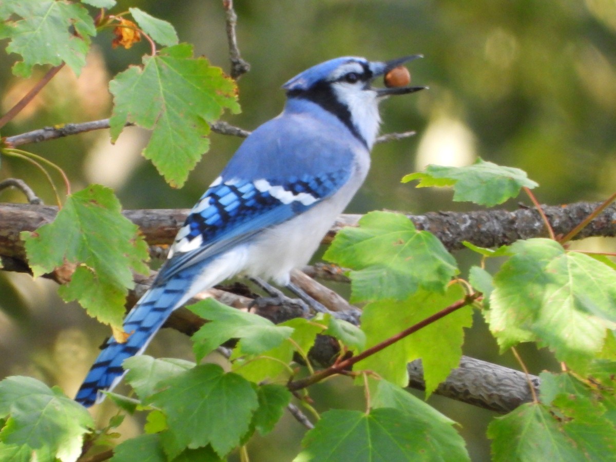 Blue Jay - ML640430043