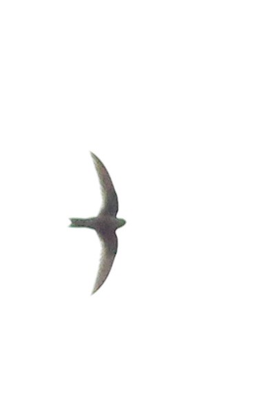 White-collared Swift - ML640430049