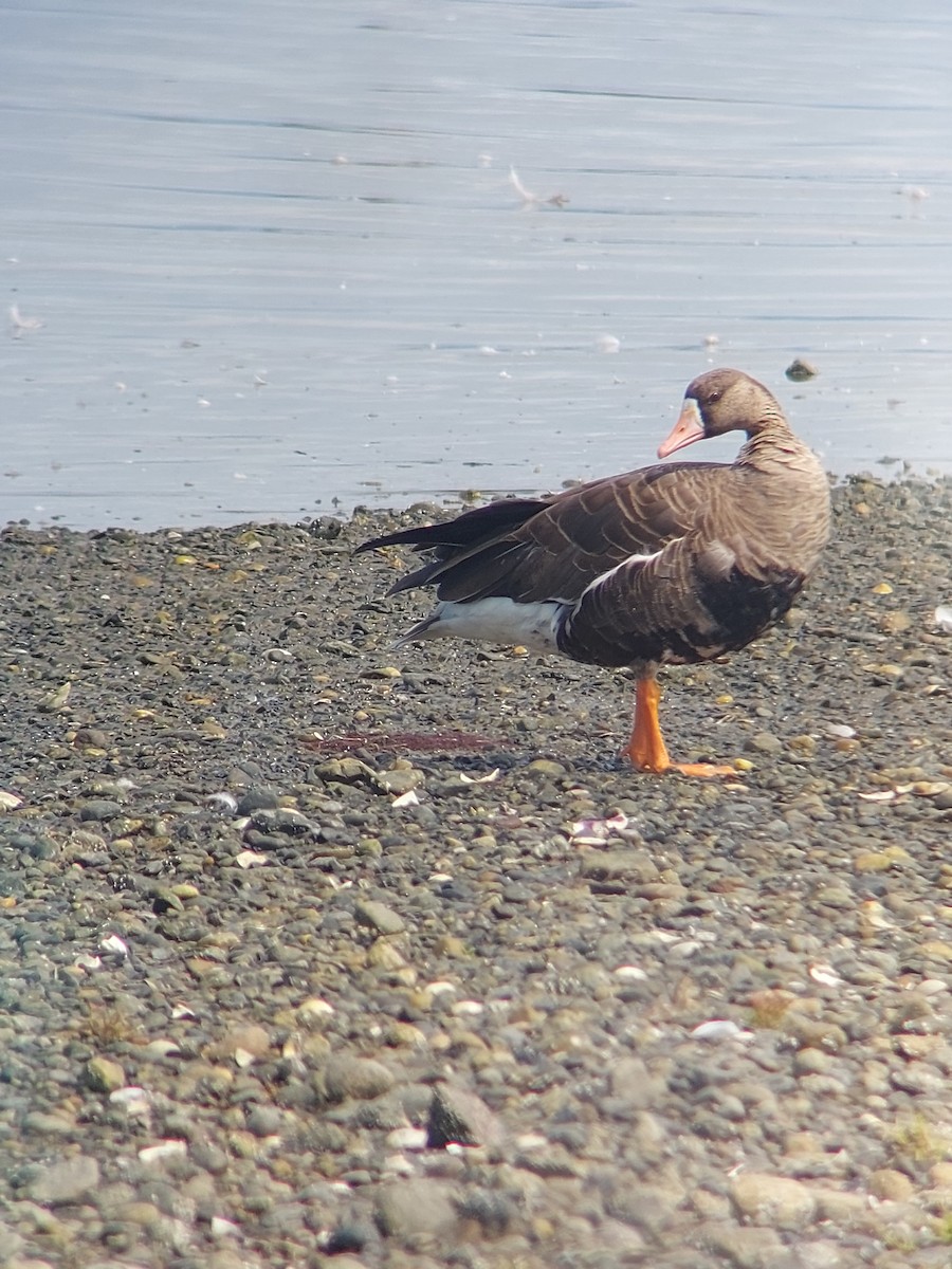 白額雁 - ML640430074