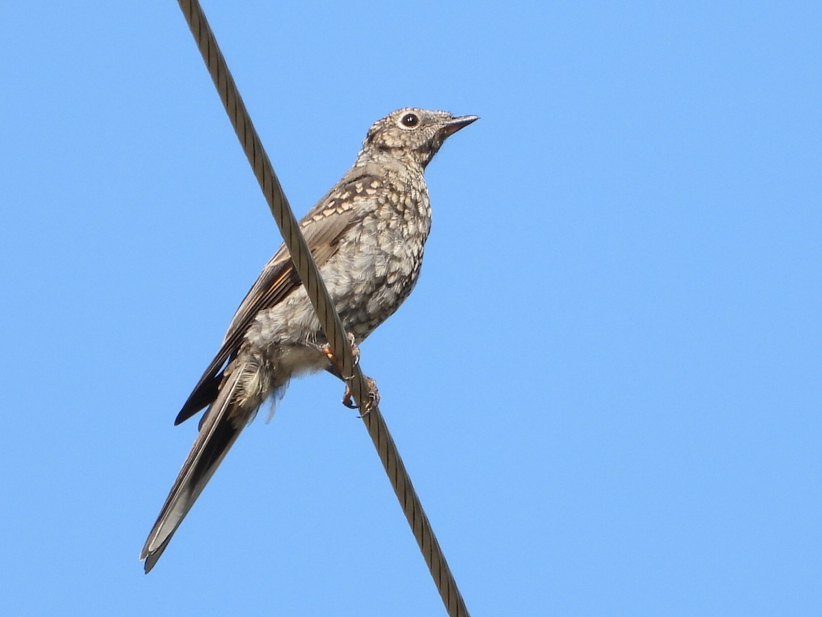 Townsend's Solitaire - ML640430088