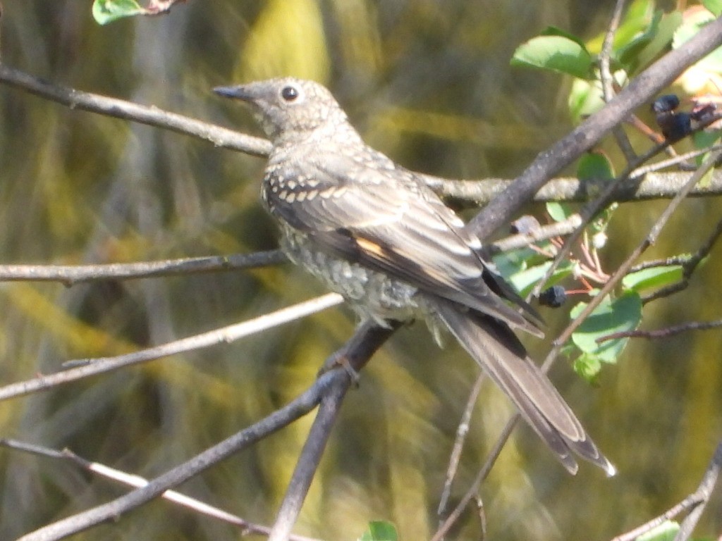 Townsend's Solitaire - ML640430089