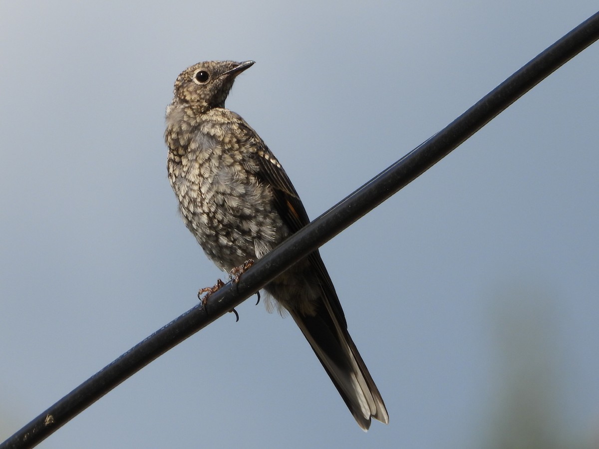 Townsend's Solitaire - ML640430090