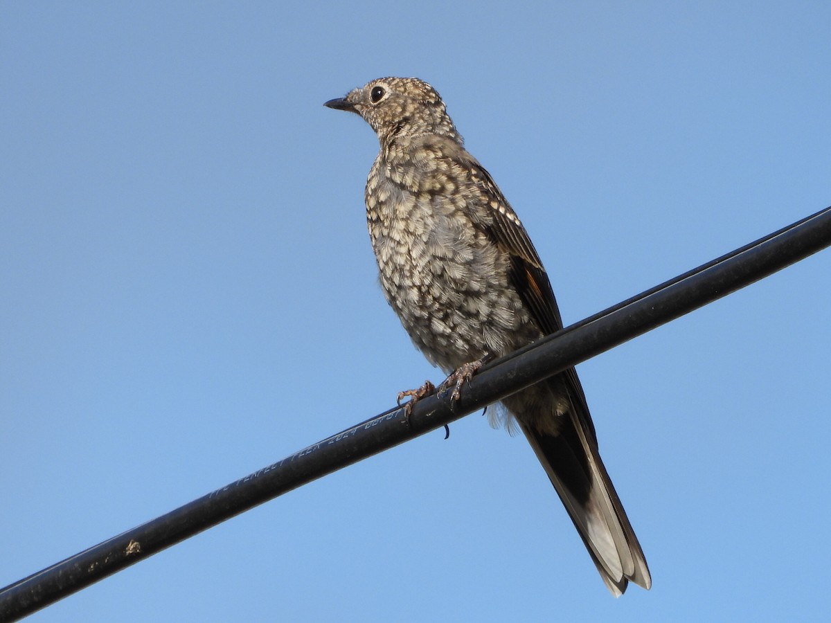 Townsend's Solitaire - ML640430091