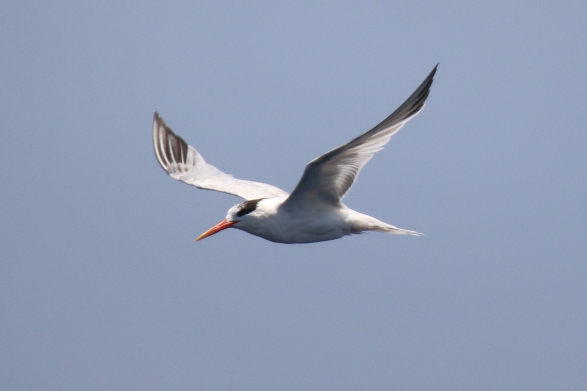 Elegant Tern - ML640430098