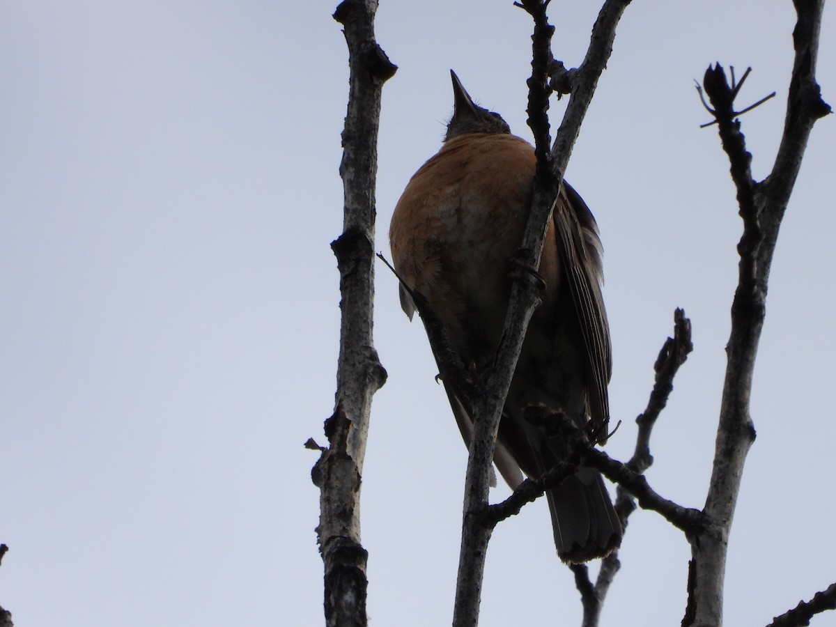 Zozo papargorria - ML640430103