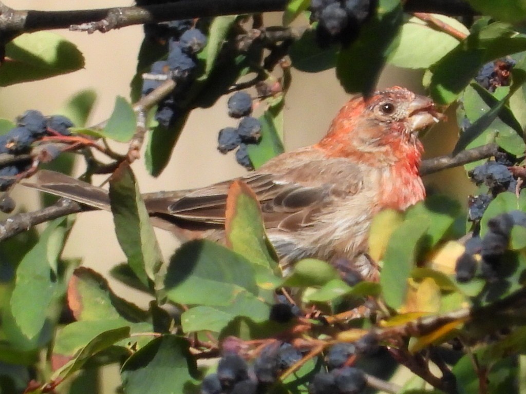 House Finch - ML640430135