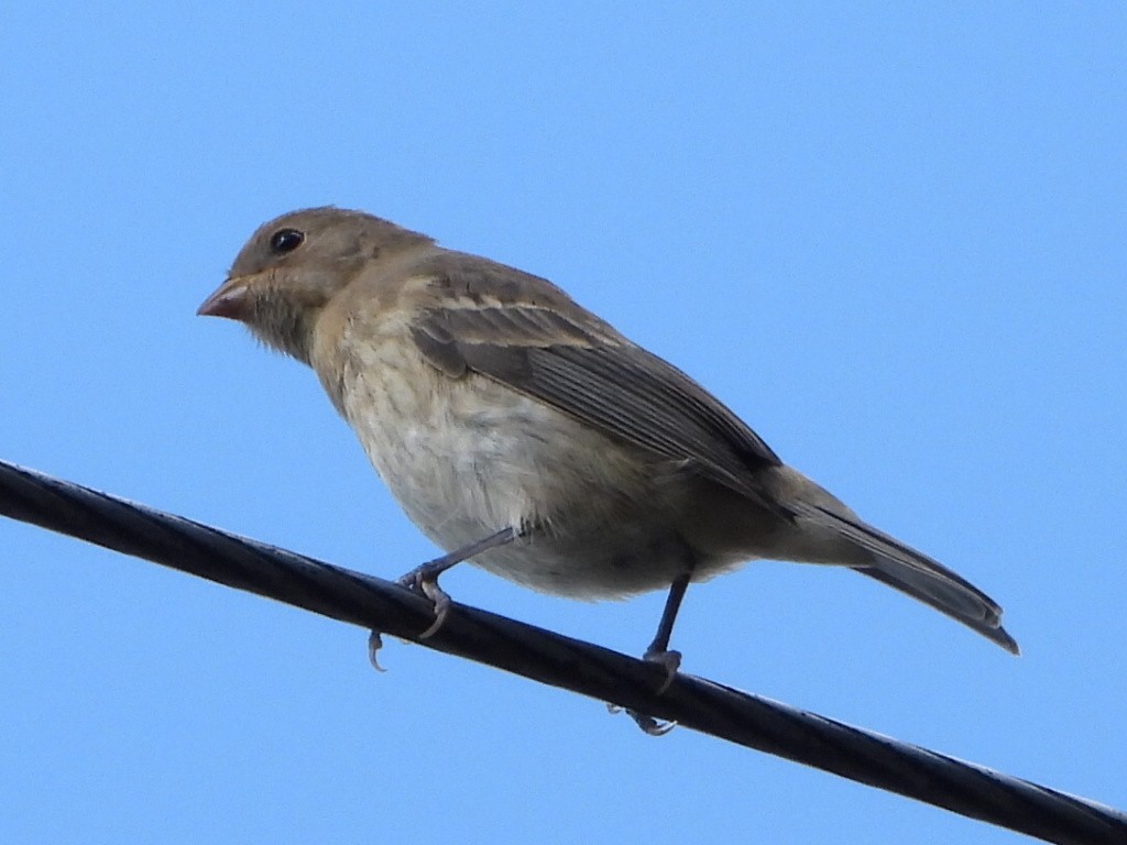 Lazuli Bunting - ML640430136