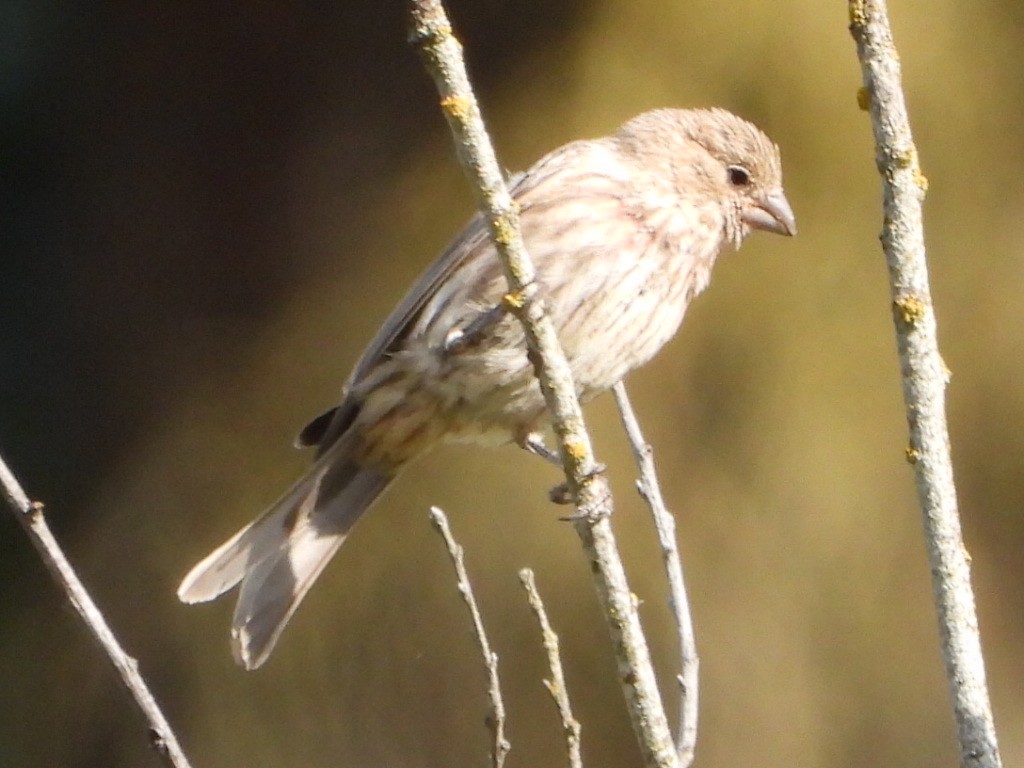 House Finch - ML640430137