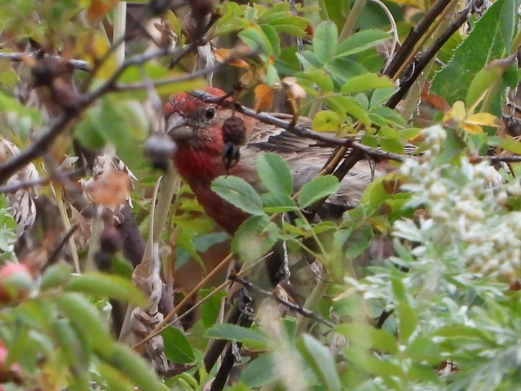 House Finch - ML640430138