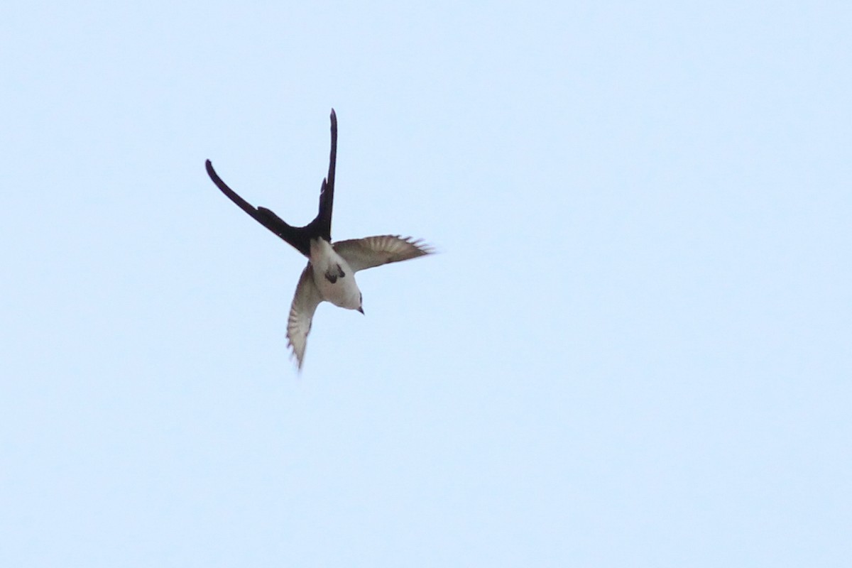 Fork-tailed Flycatcher - ML640430140