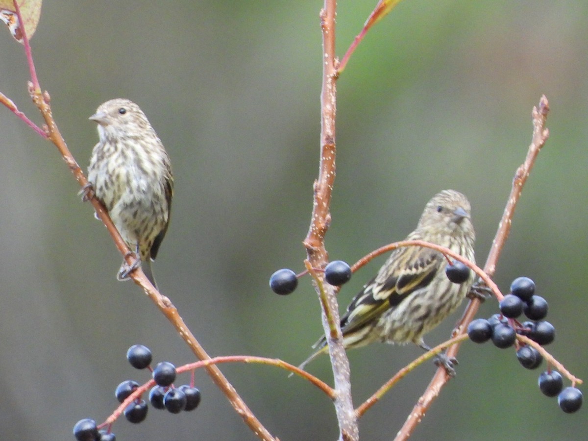 Pine Siskin - ML640430145
