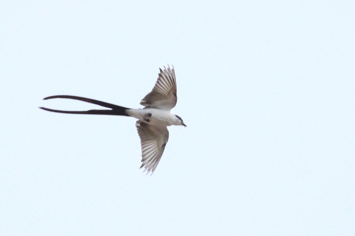 Fork-tailed Flycatcher - ML640430152