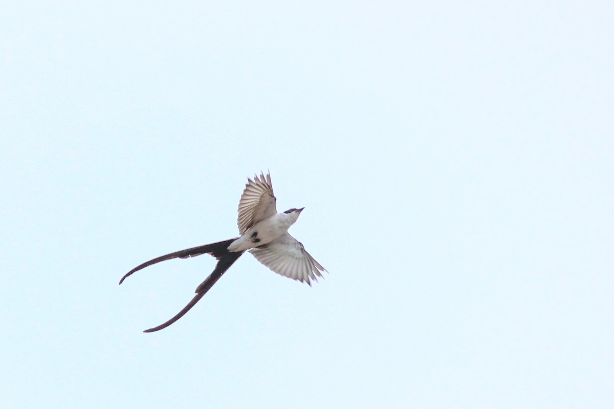 Fork-tailed Flycatcher - ML640430160