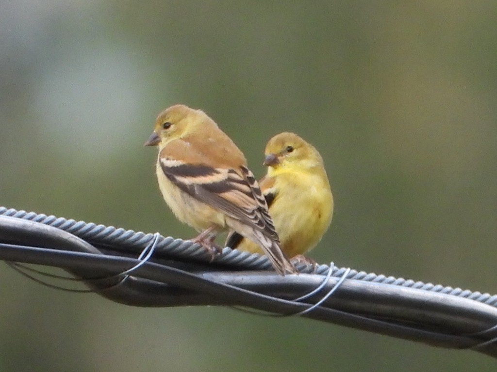 American Goldfinch - ML640430170