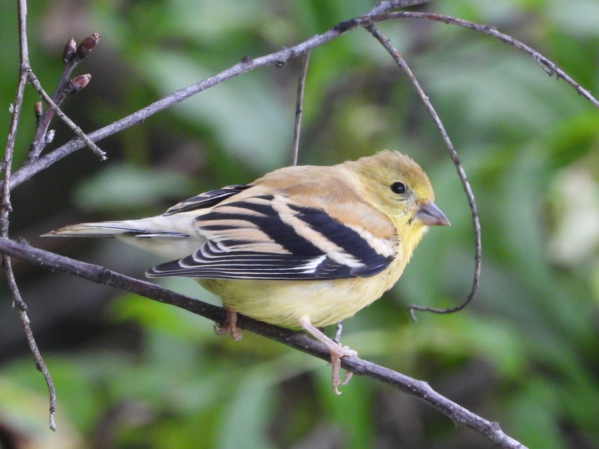 American Goldfinch - ML640430171