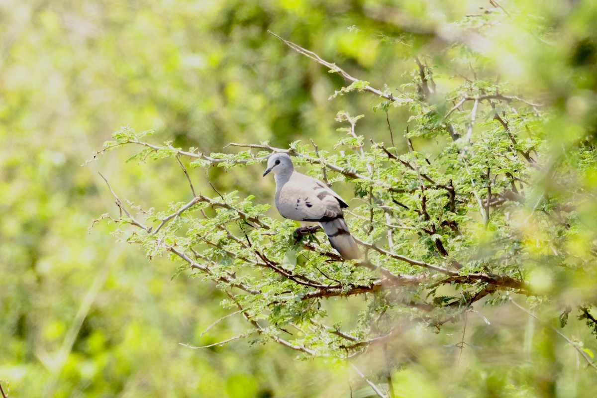 Black-billed Wood-Dove - ML640430175