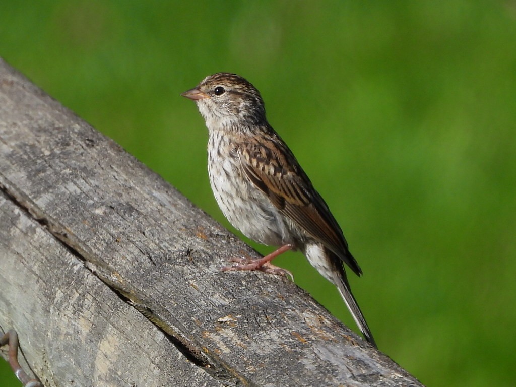 Chipping Sparrow - ML640430179