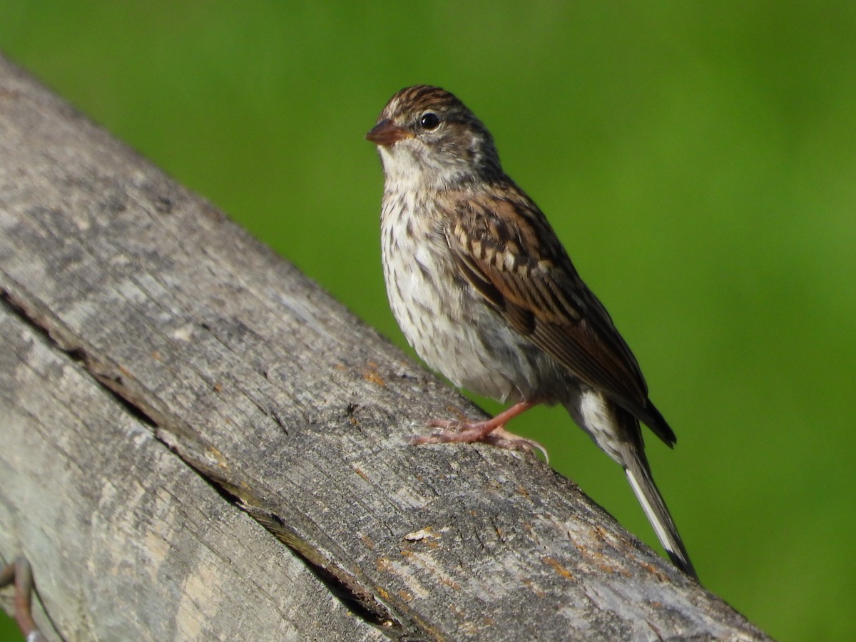 Chipping Sparrow - ML640430180