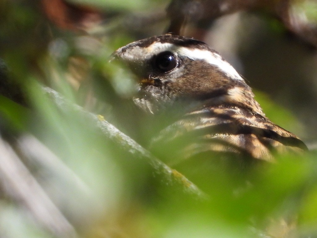 Black-headed Grosbeak - ML640430183