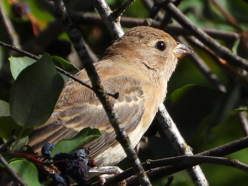 Lazuli Bunting - ML640430190