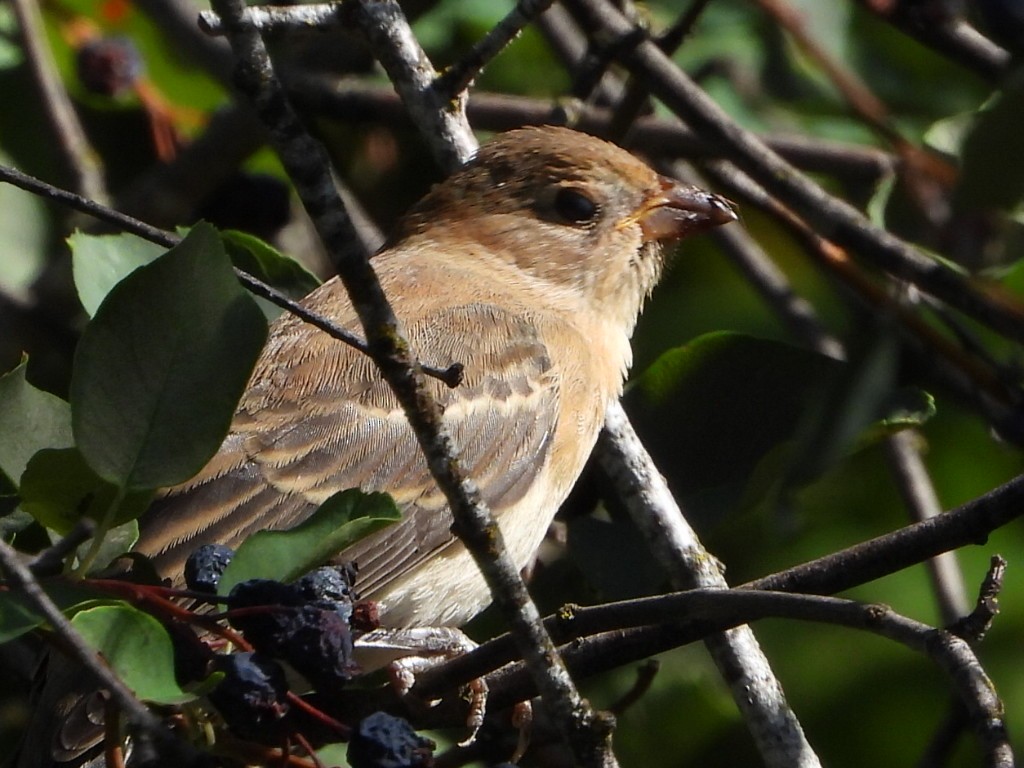 Lazuli Bunting - ML640430191