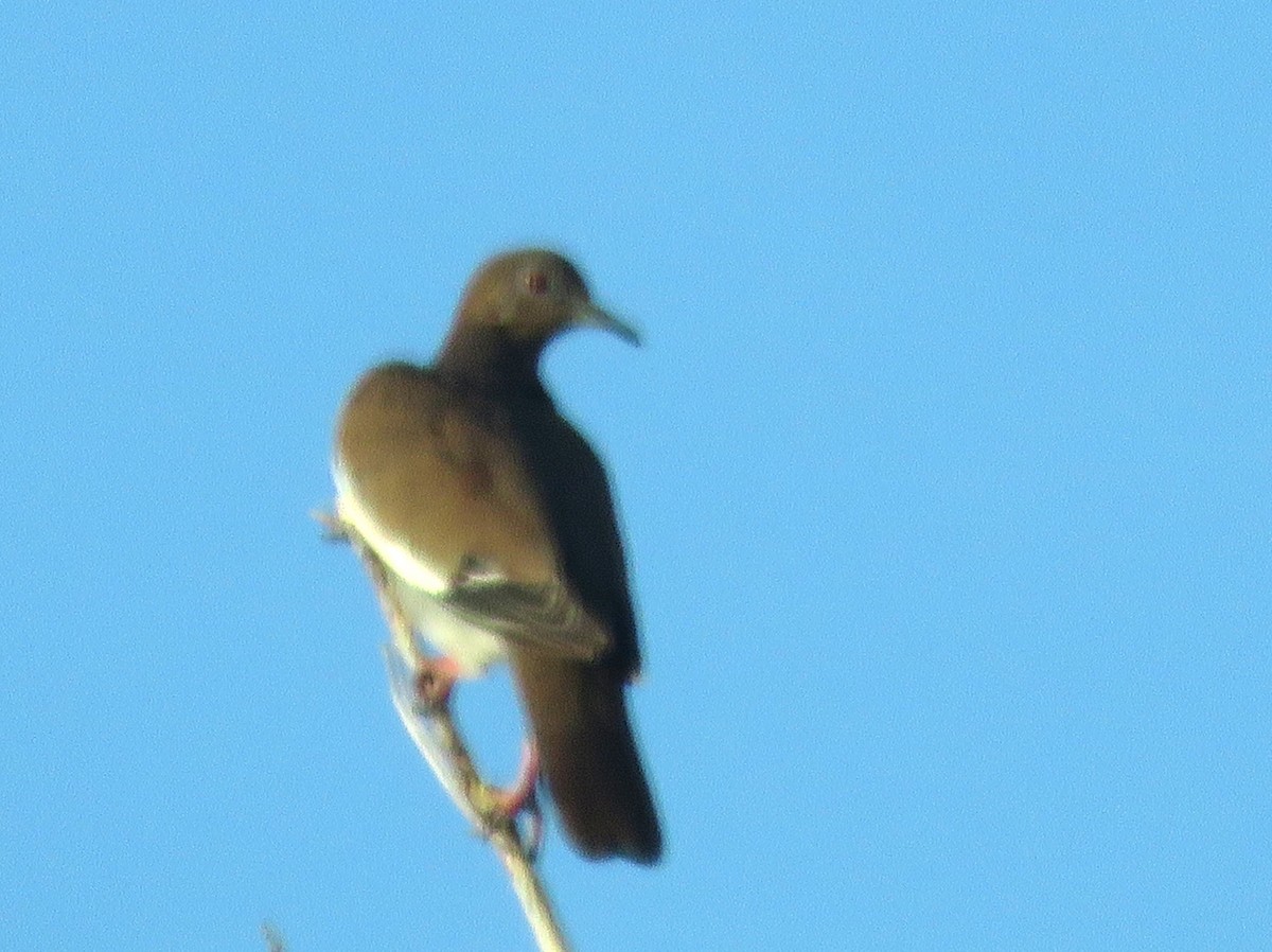 White-winged Dove - ML640430248