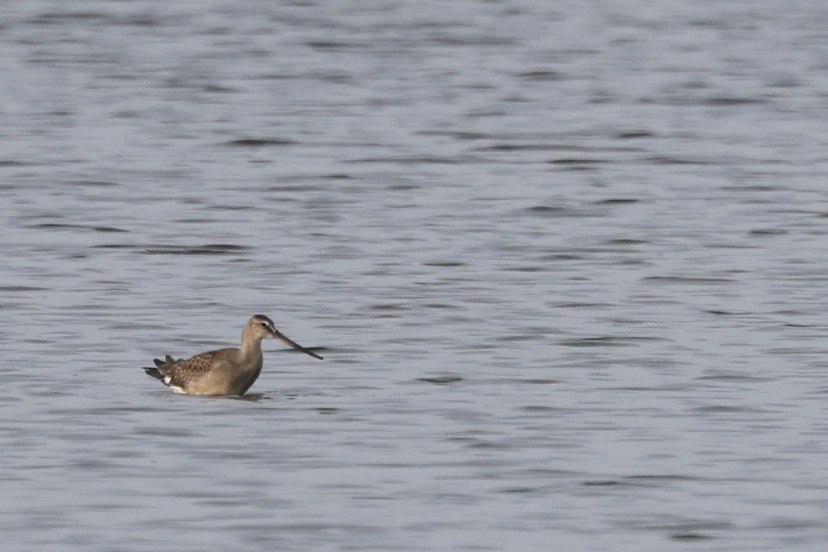 Hudsonian Godwit - ML640430255