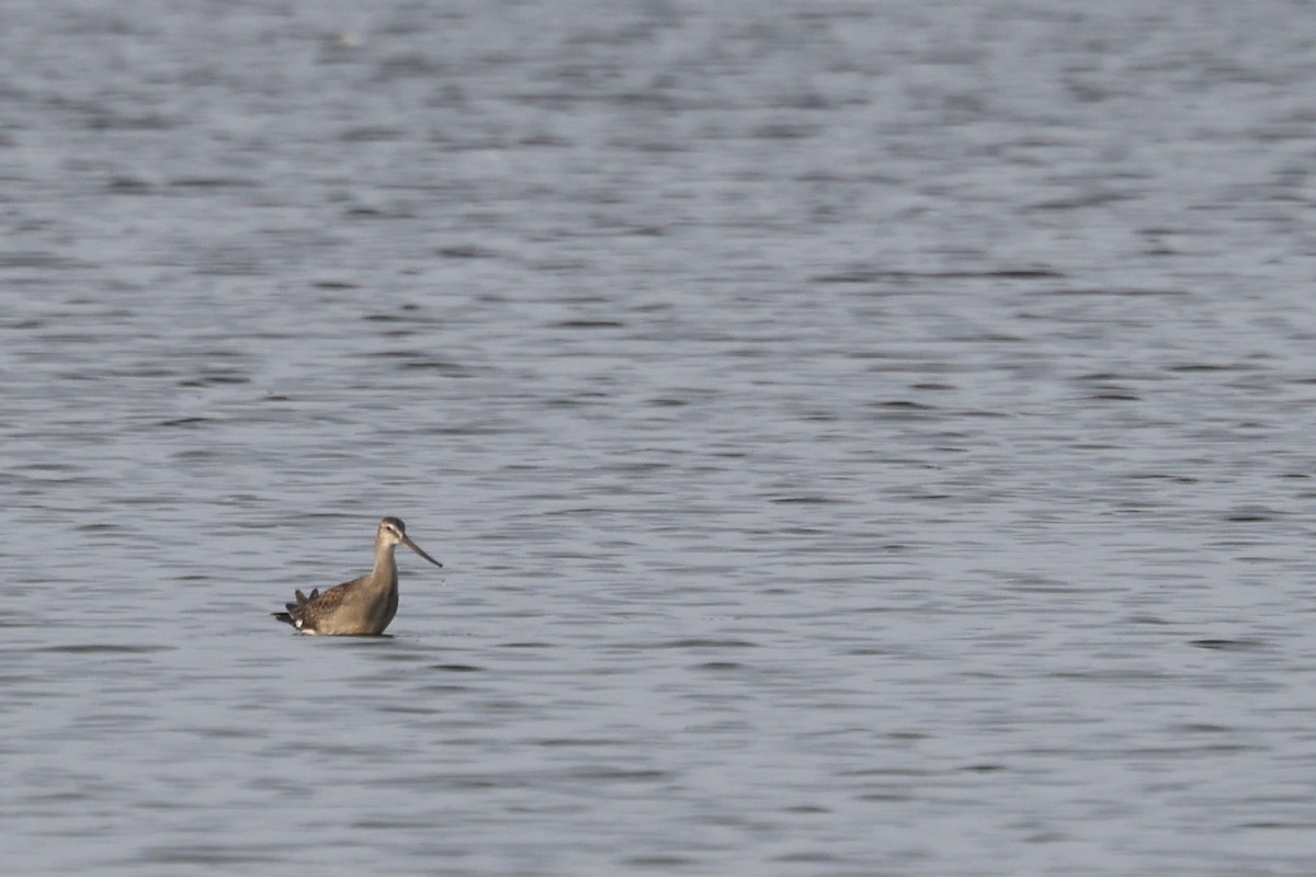 Hudsonian Godwit - ML640430256