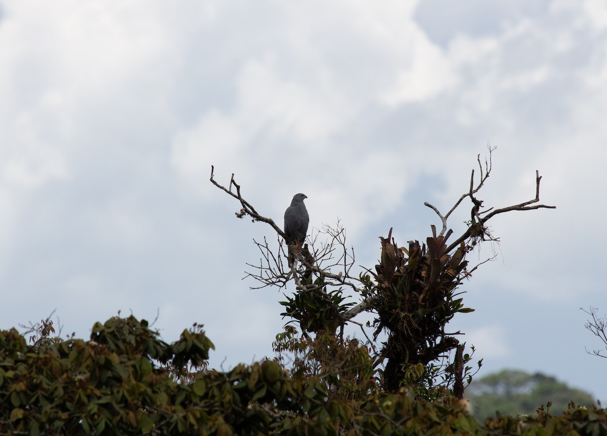 Crane Hawk - ML640430344