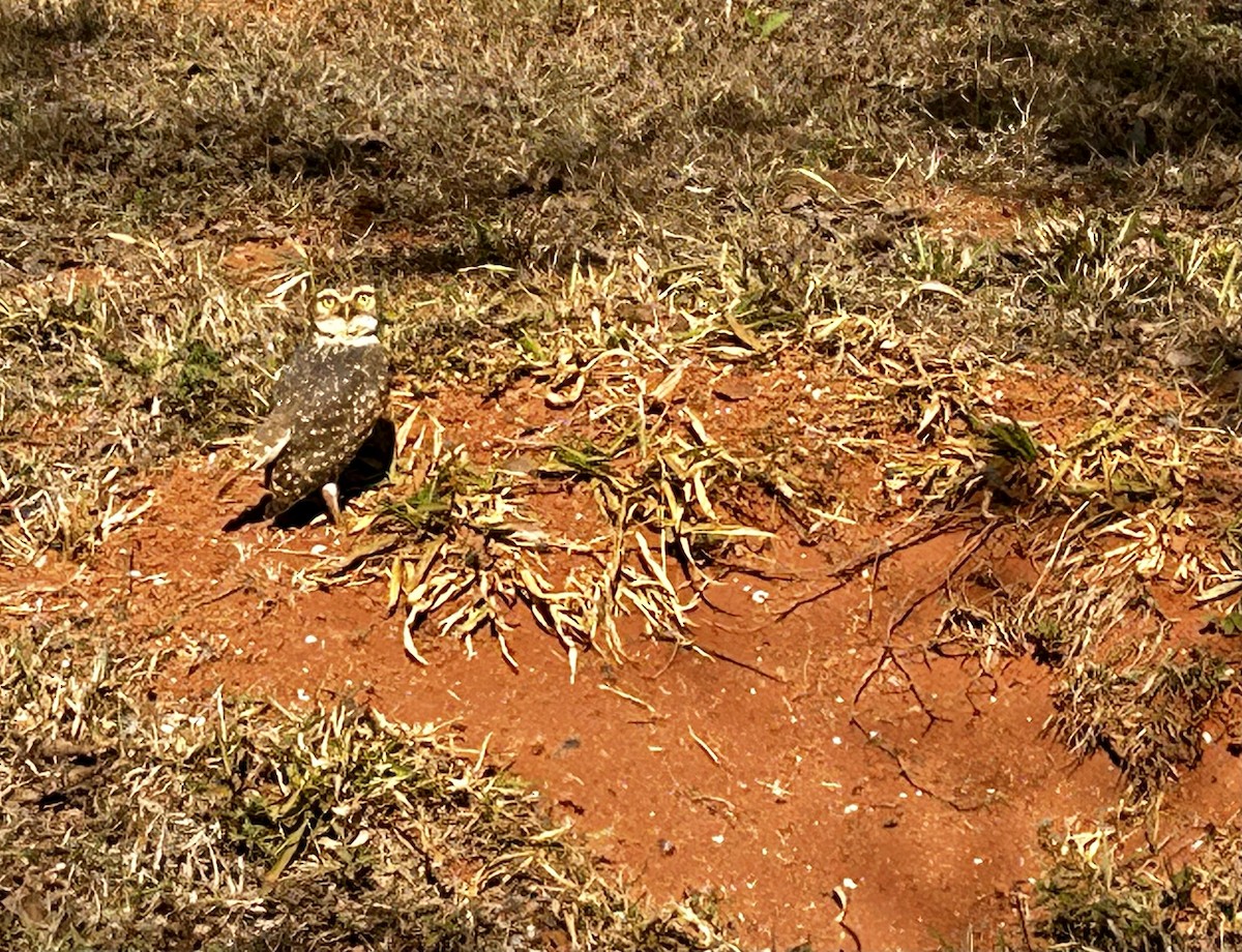 Burrowing Owl (grallaria) - ML640430358