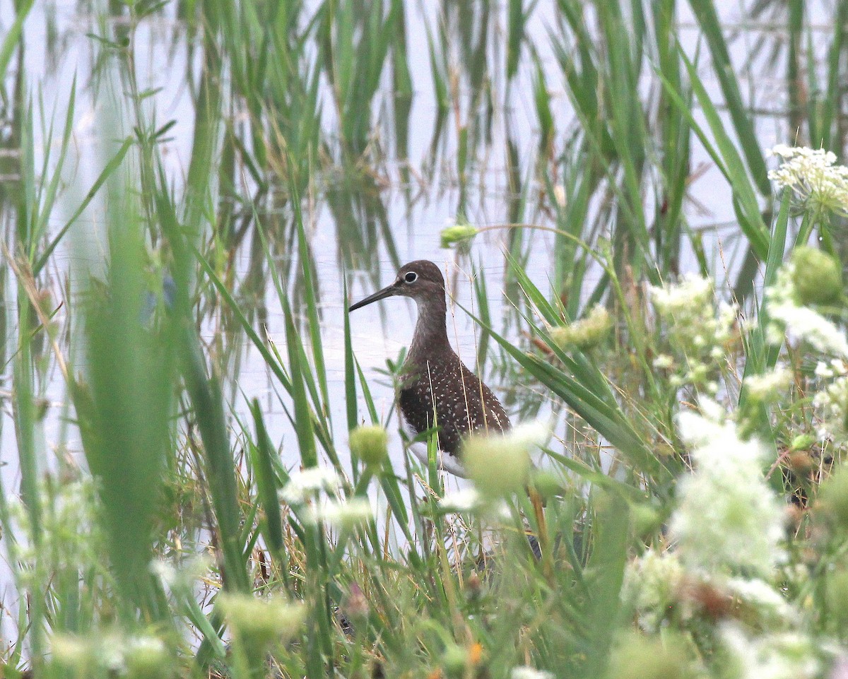 Solitary Sandpiper - ML640430383