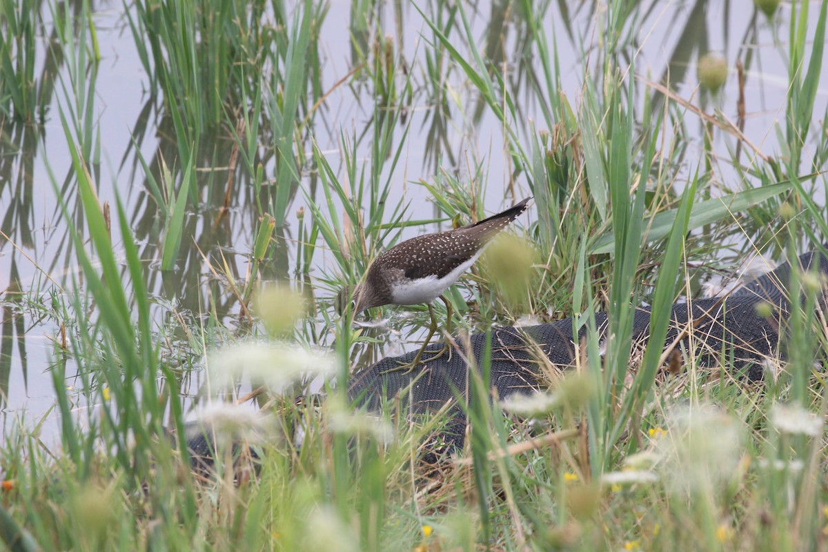 Solitary Sandpiper - ML640430384