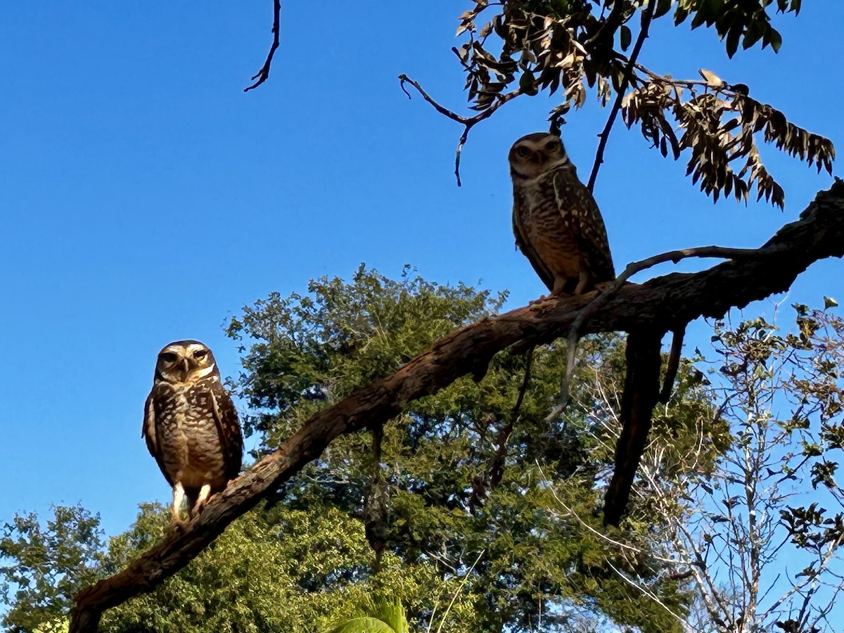 Burrowing Owl (grallaria) - ML640430393
