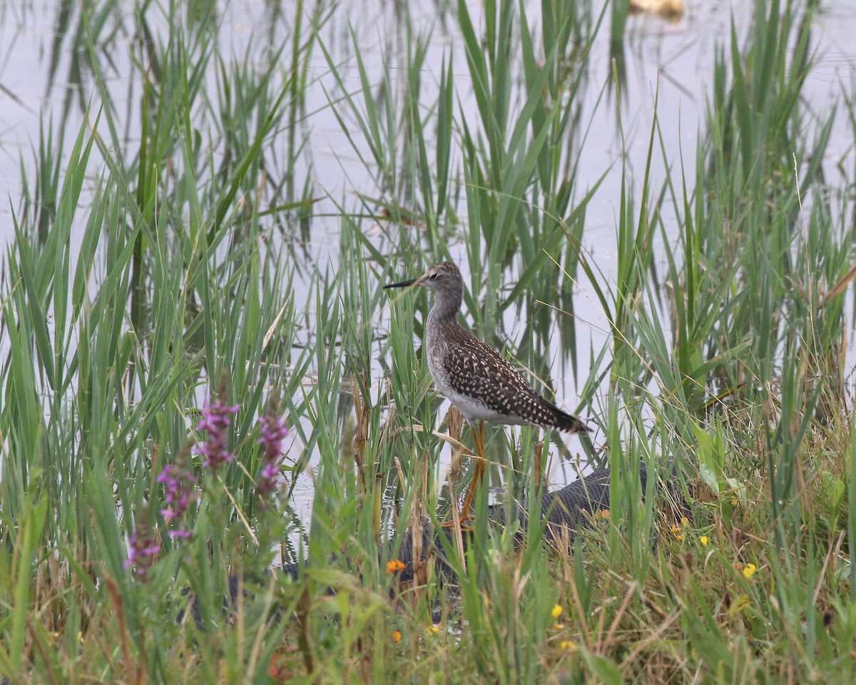 Lesser Yellowlegs - ML640430401