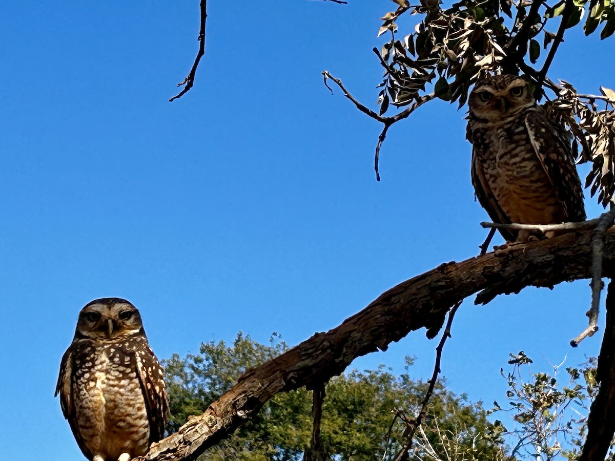 Burrowing Owl (grallaria) - ML640430424