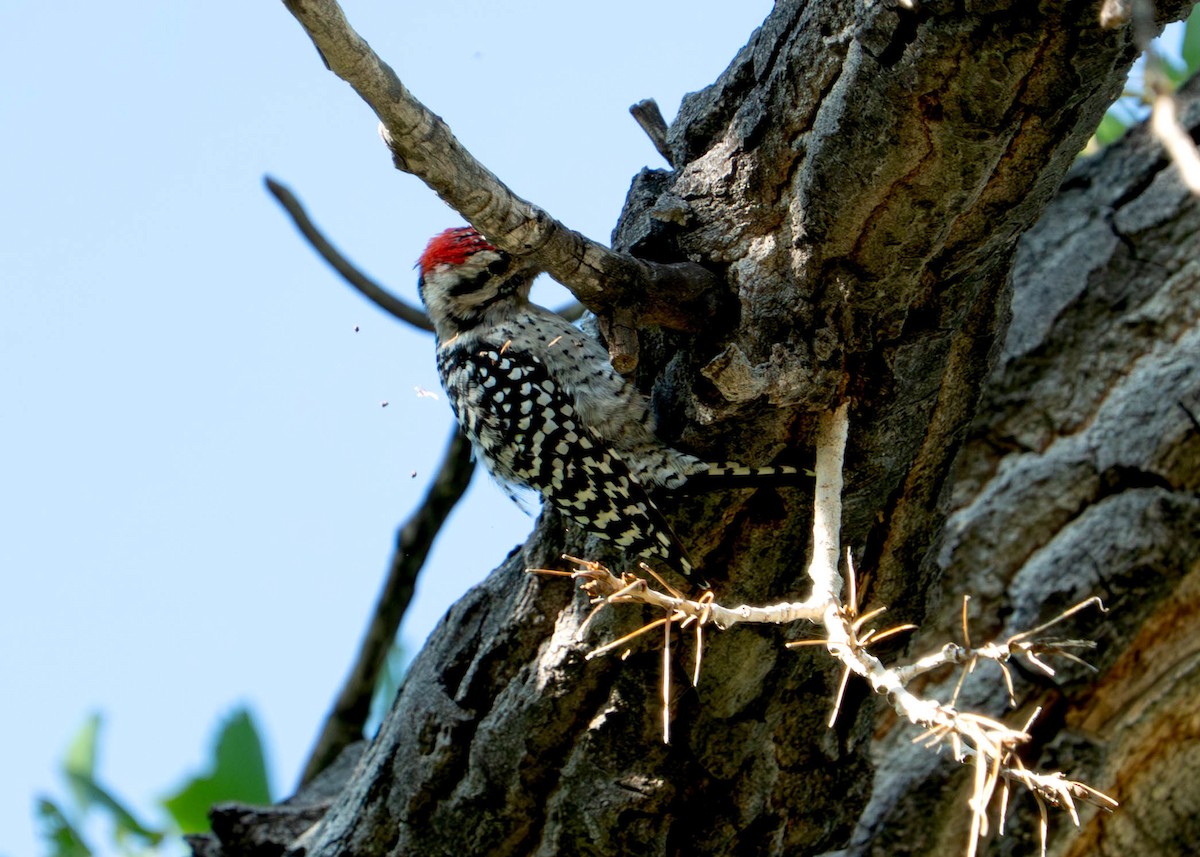 Ladder-backed Woodpecker - ML640430474
