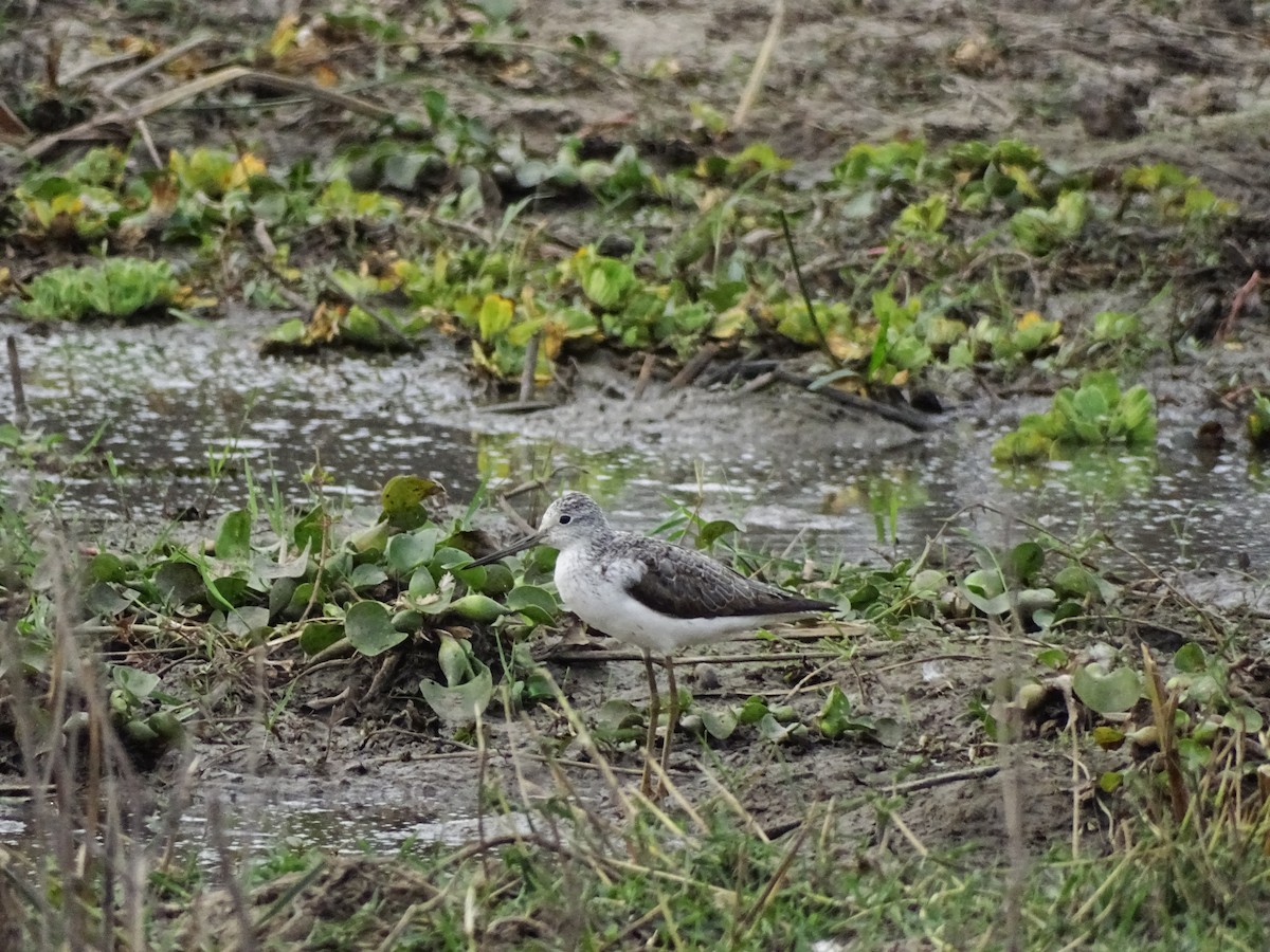 Common Greenshank - ML640430521
