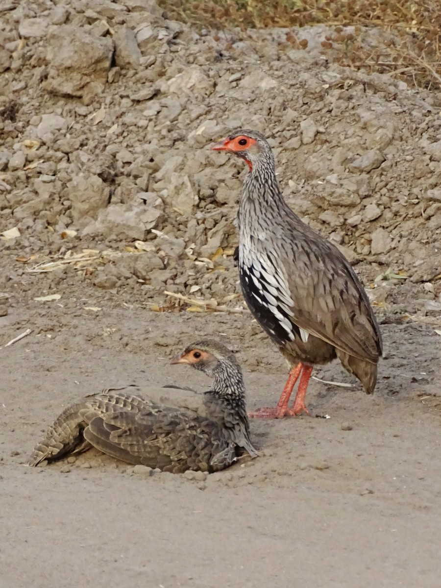 Red-necked Spurfowl - ML640430607
