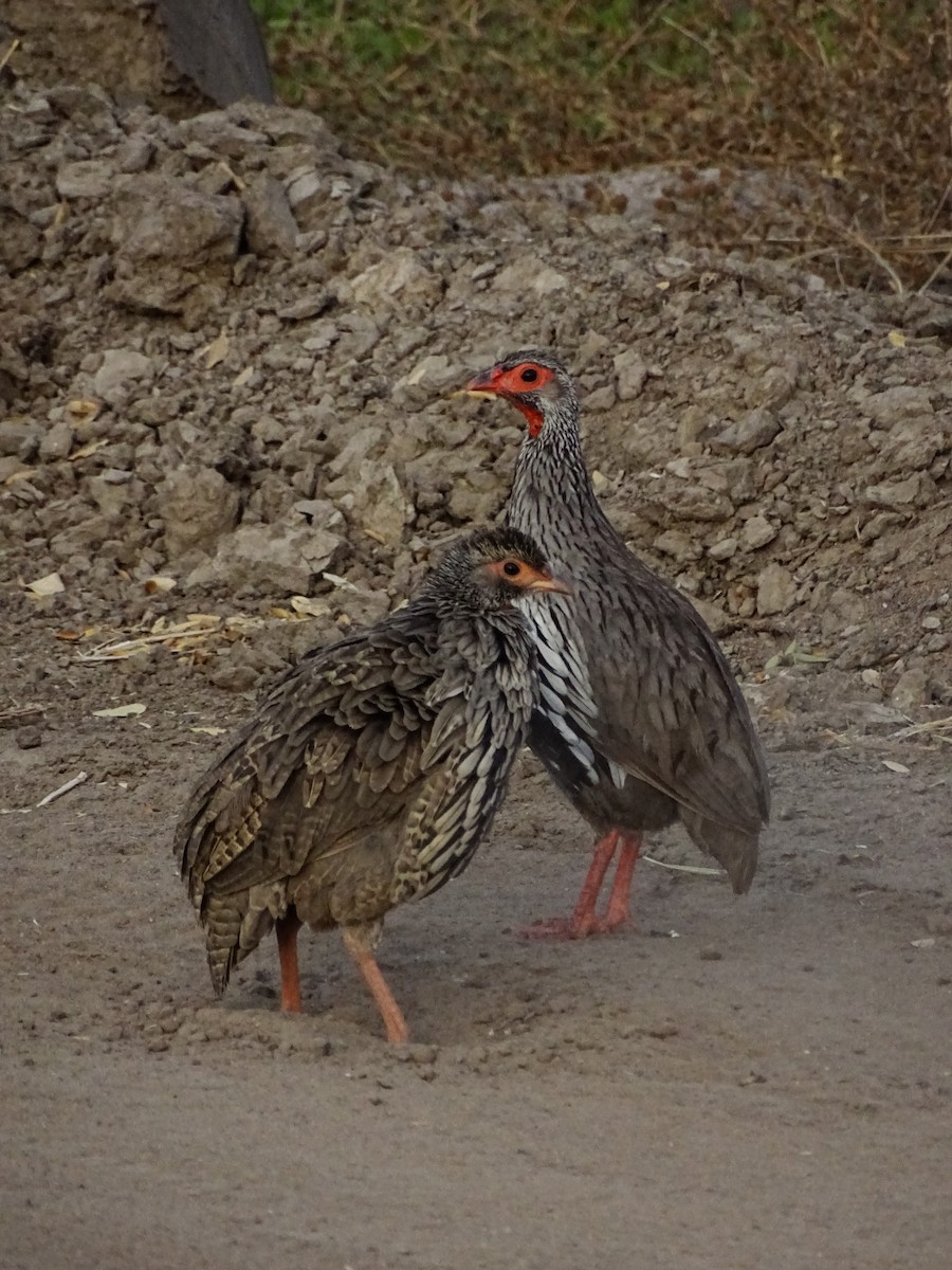 Red-necked Spurfowl - ML640430608