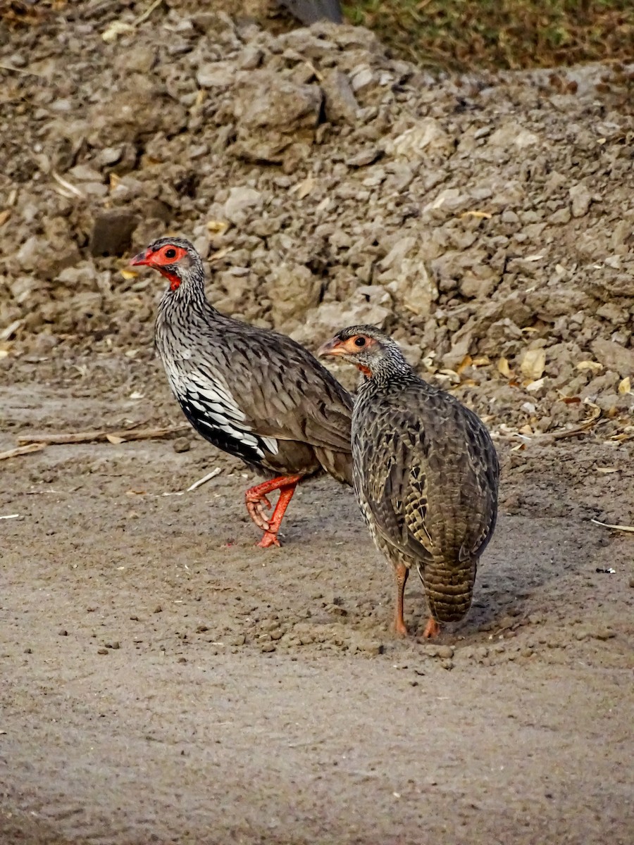 Red-necked Spurfowl - ML640430609