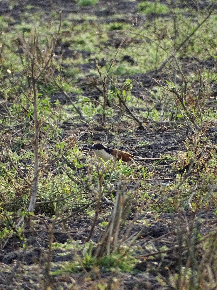 Senegal Coucal - ML640430635