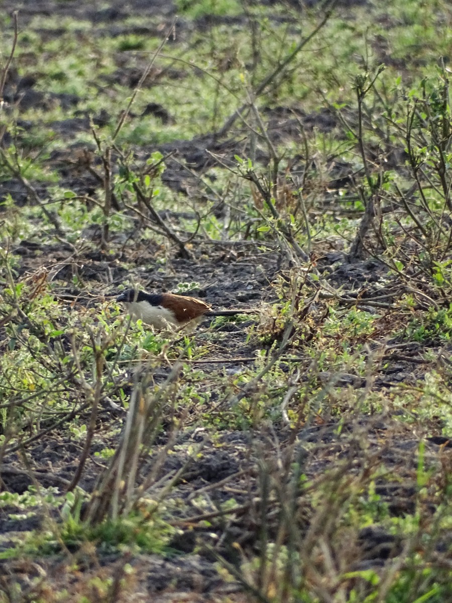 Senegal Coucal - ML640430636