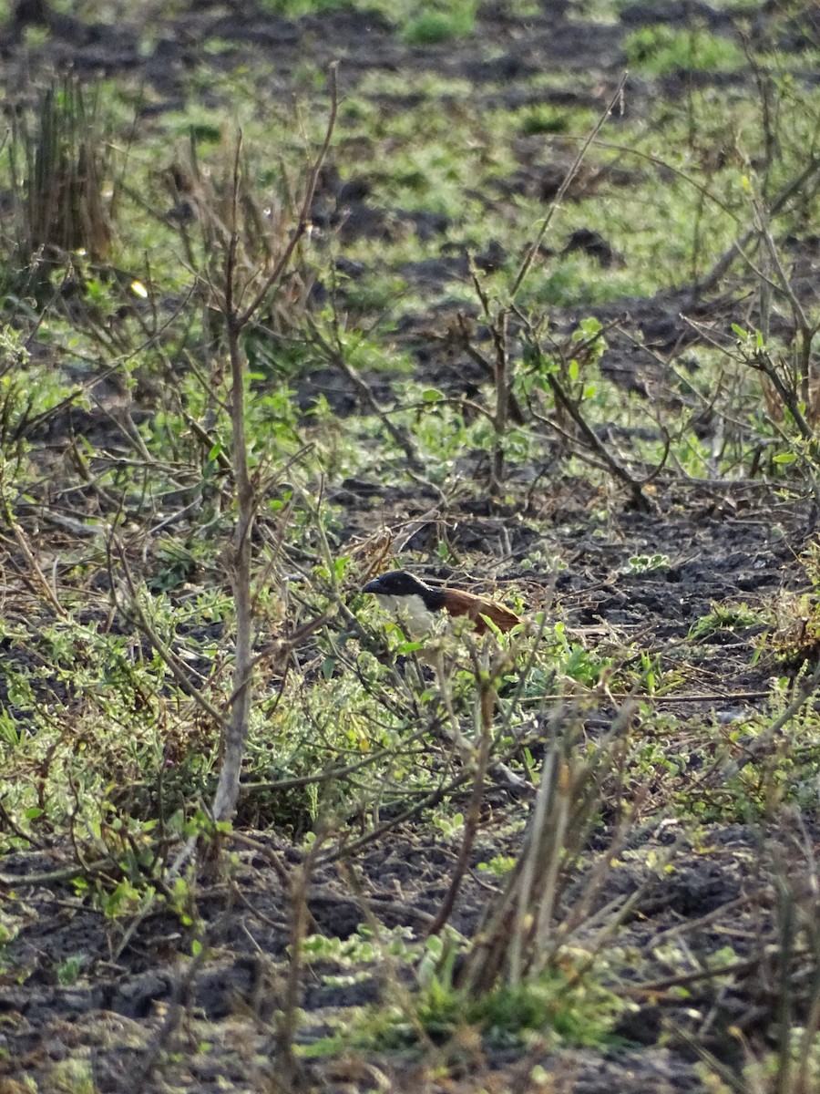Senegal Coucal - ML640430637