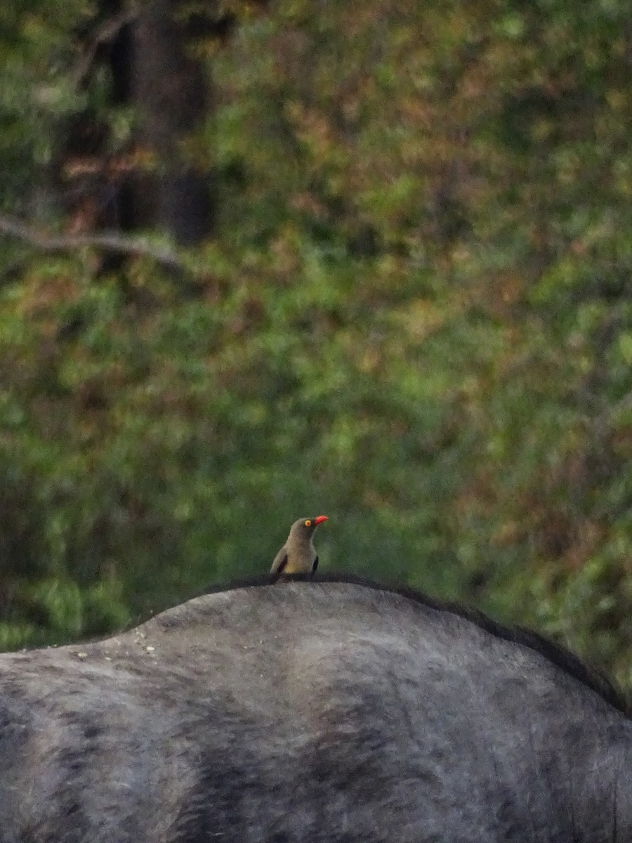 Red-billed Oxpecker - ML640430664