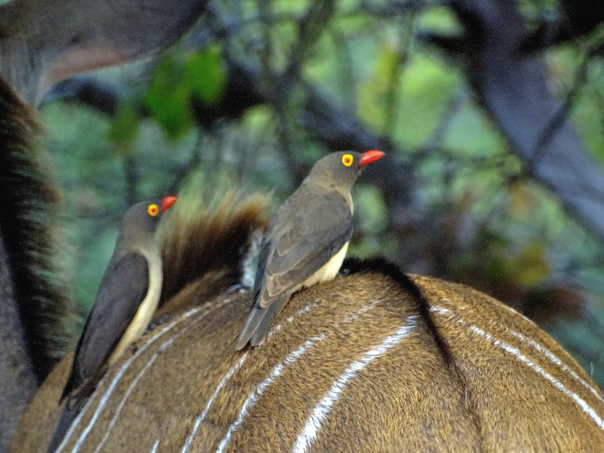 Red-billed Oxpecker - ML640430665