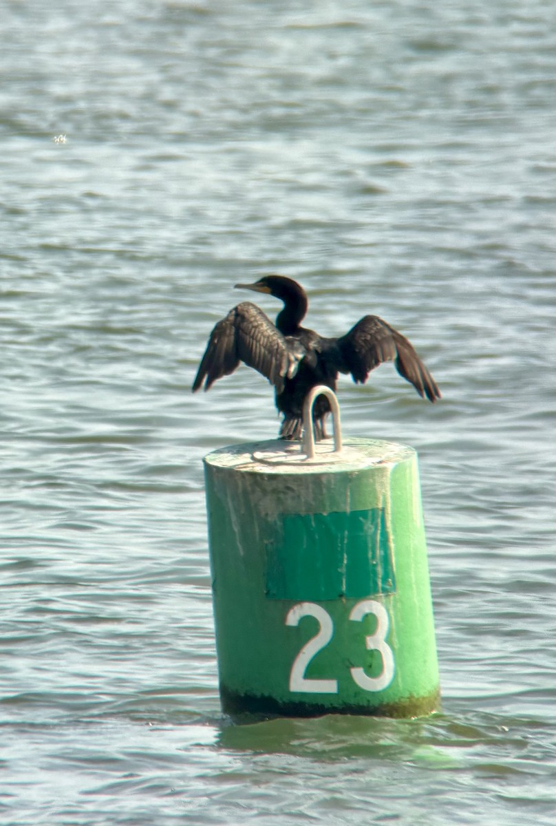 Double-crested Cormorant - ML640430780