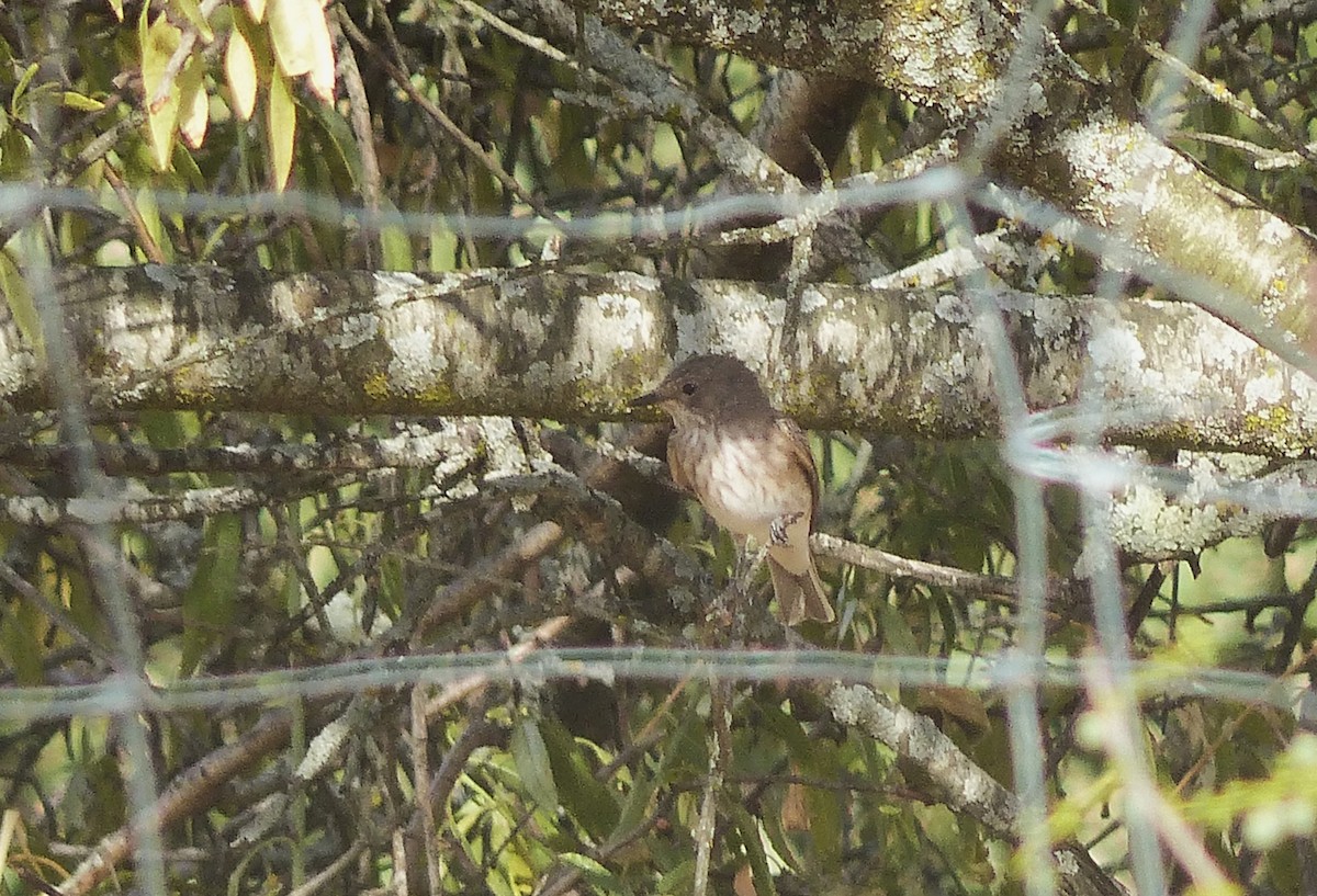 lejsek šedý - ML640430803