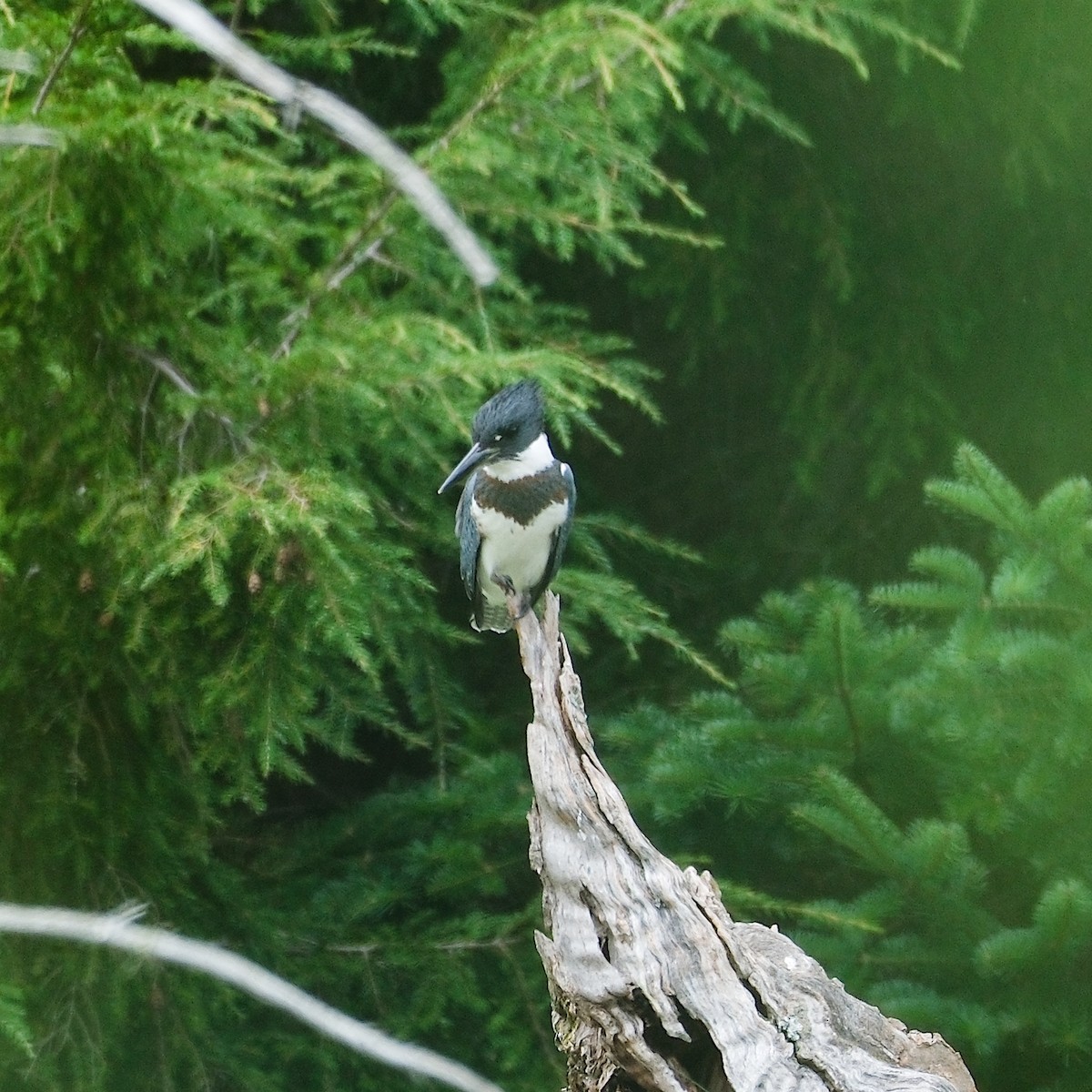 Belted Kingfisher - ML640430817