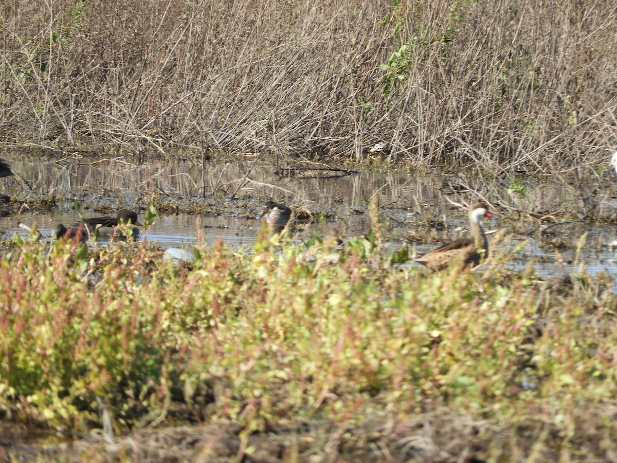 White-cheeked Pintail - ML640430833