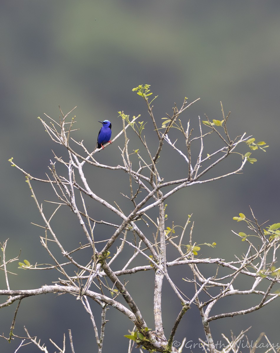 Red-legged Honeycreeper - ML640430858